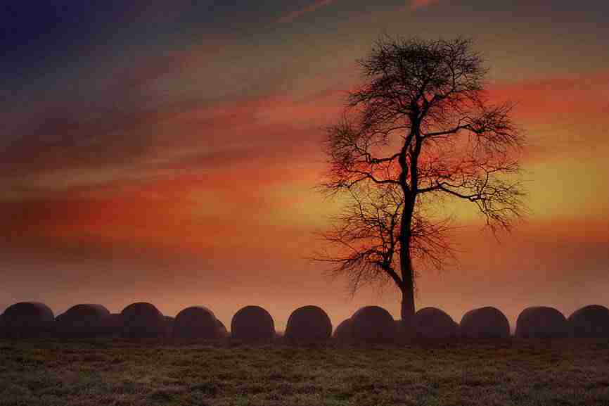 天津城市建设管理职业技术学院校花叶清欢 天津城市建设管理职业技术学院校花叶清欢