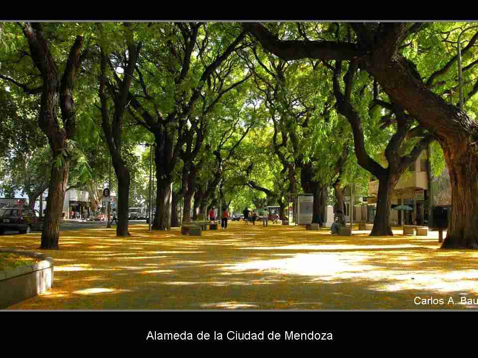兰州航空职业技术学院校花田知夏 兰州航空职业技术学院校花田知夏